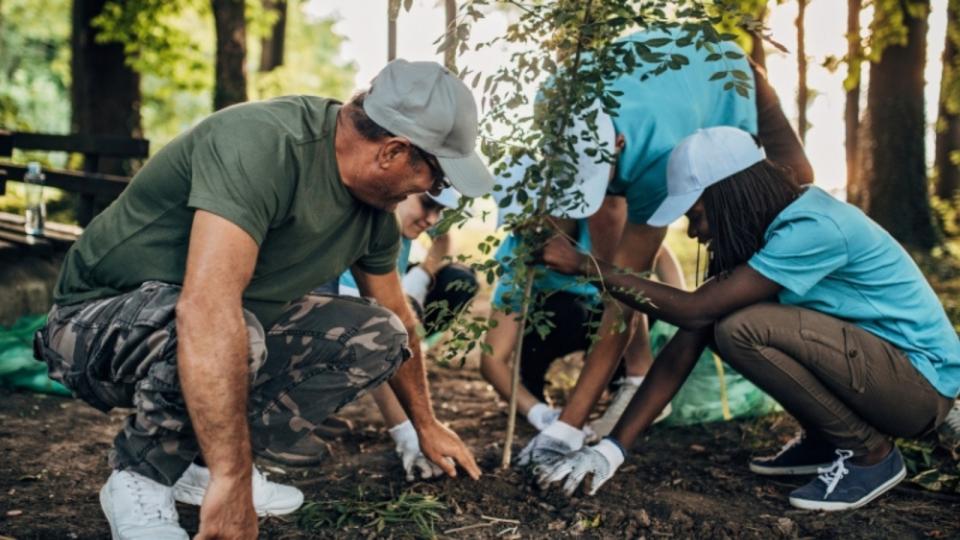 stock image of people planting trees in a forest 