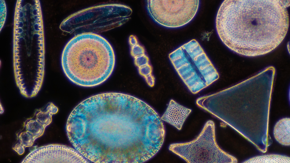 Colorful diatoms under a microscope. 